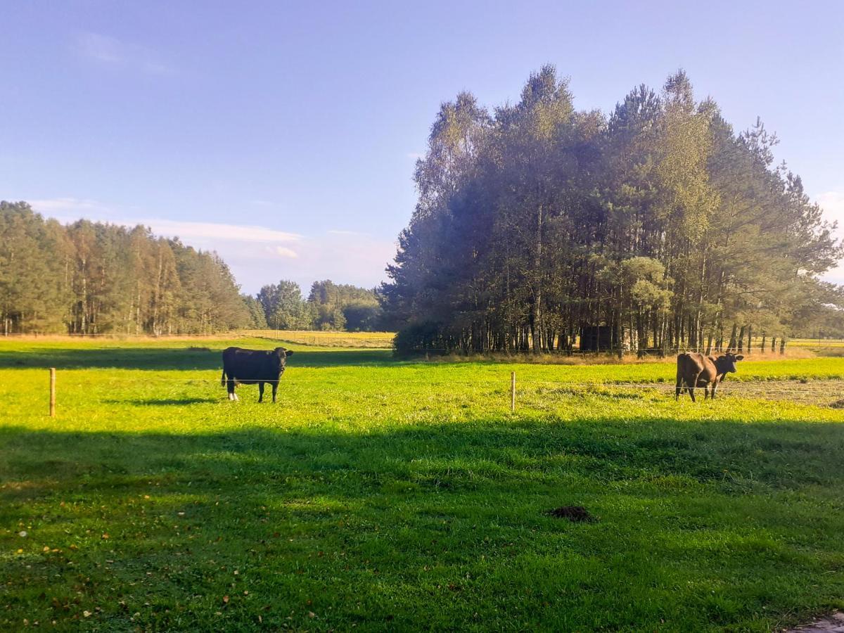 Przytulisko Stara Kiszewa Vila Exterior foto