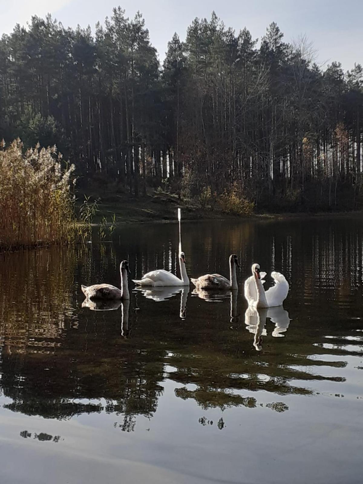 Przytulisko Stara Kiszewa Vila Exterior foto